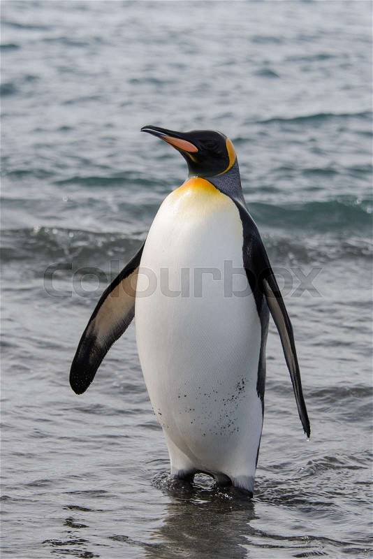 King penguin going from sea, stock photo