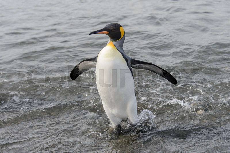 King penguin going from sea, stock photo