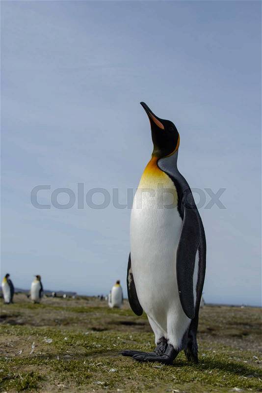 King penguin, stock photo