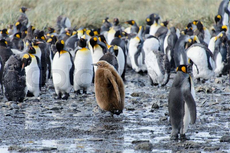 King penguin chicks, stock photo