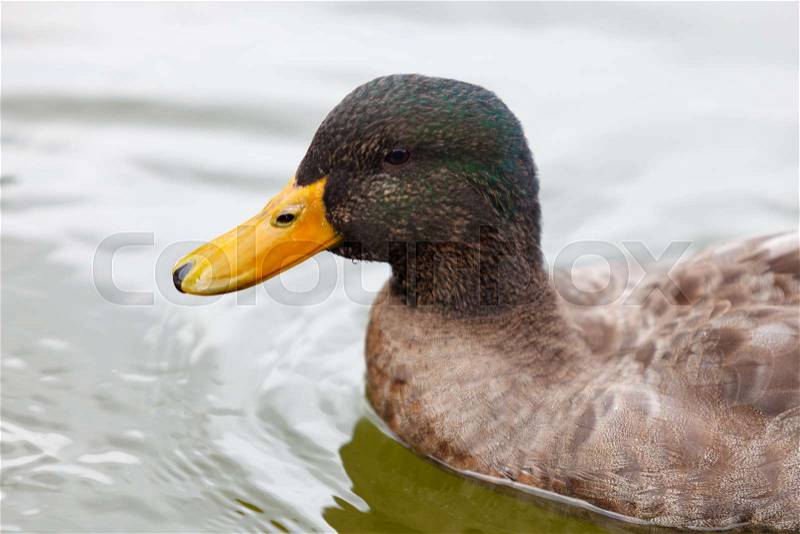 Beautiful duck with green head swimming in a lake, stock photo