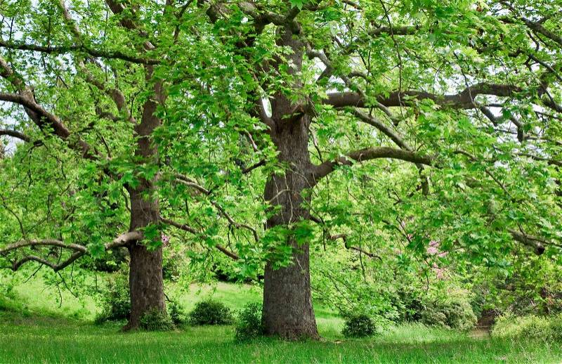 Two majestic plane trees on green summer glade, stock photo