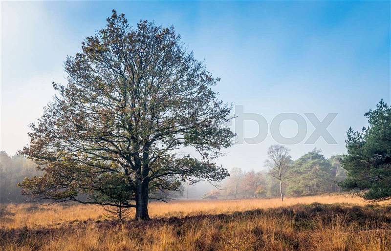 Single tree in autumn landscape with gold brown red and orange colors and hazy misty background, stock photo