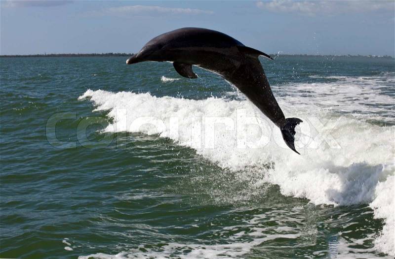 Dolphin high jump, stock photo