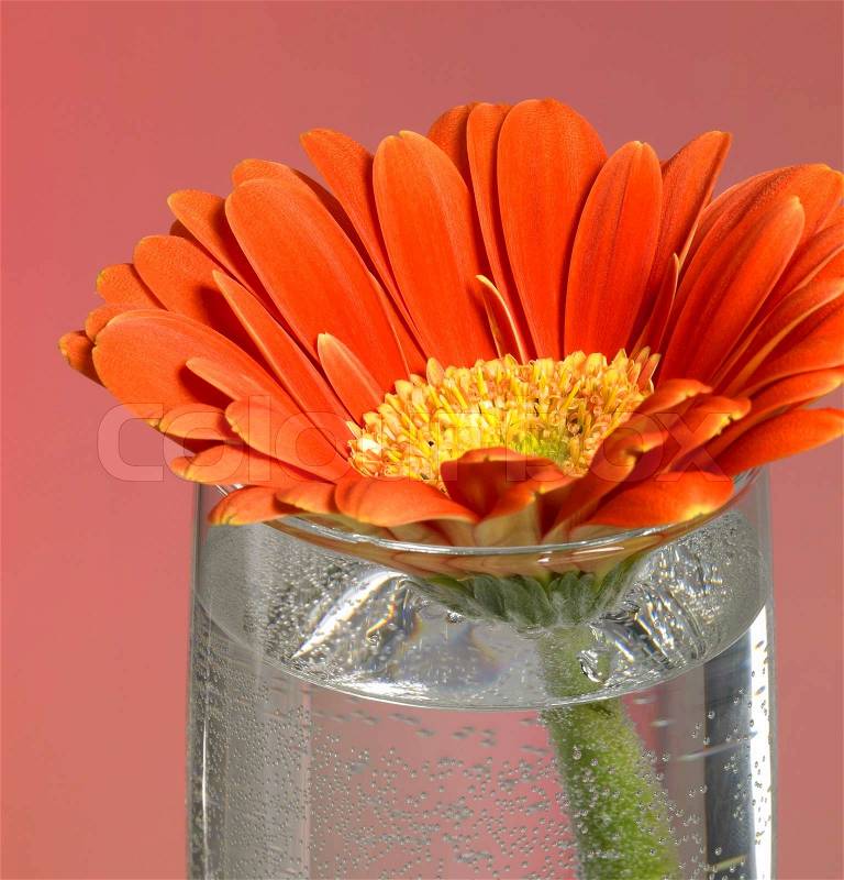 Full frame closeup photography of a red gerbera flower in a glass of water, stock photo