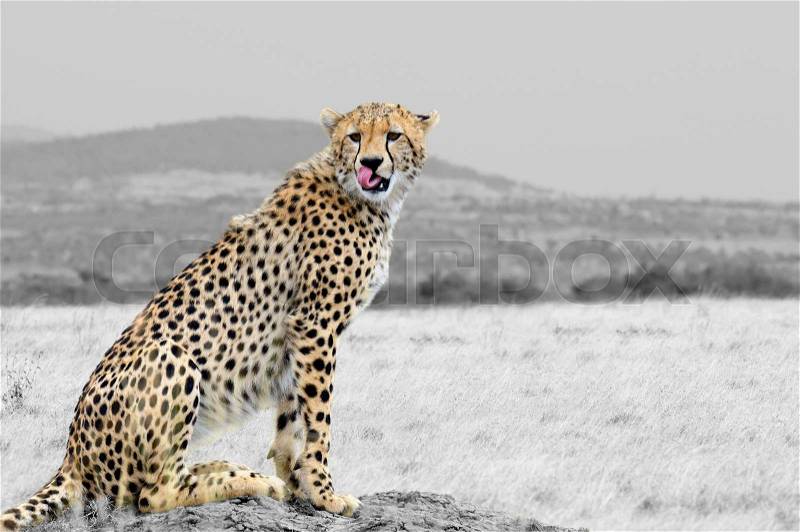 Wild african cheetah, beautiful mammal animal. Africa, Kenya. Black and white photography with color cheetah, stock photo