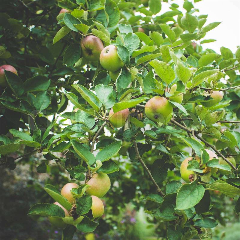 Ripe apples on the tree. apple tree branch, stock photo