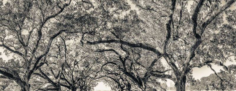 Oak Alley Plantation panoramic view, Louisiana, stock photo