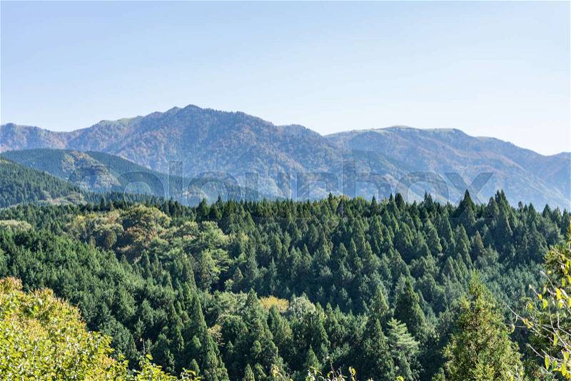 Beautiful panoramic view of green japan pine tree line with mountains in the background in starting of Autumn in Nagano, central Japan, stock photo