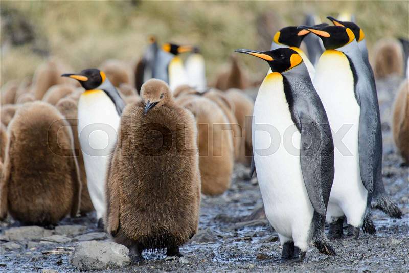 King penguin chicks, stock photo