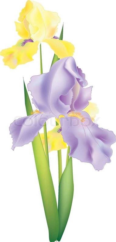 free clip art iris flower - photo #50