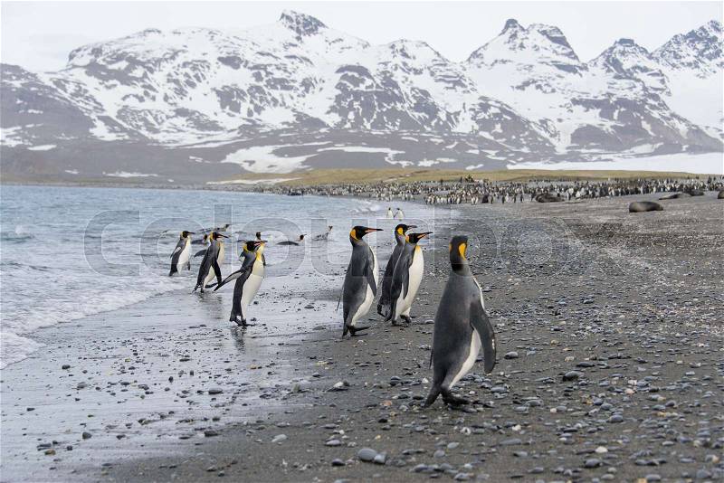 King penguins going from sea, stock photo