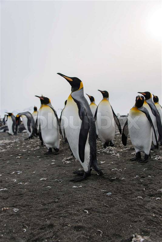 King penguin, stock photo