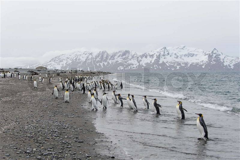 King penguins going from sea, stock photo