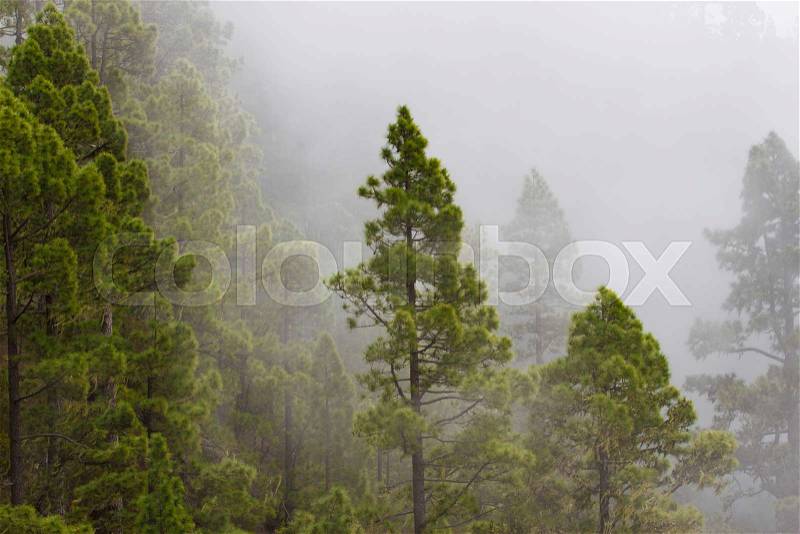 Pinus canariensis. Misty foggy forest. Fog in pine forest on mountain slopes, stock photo
