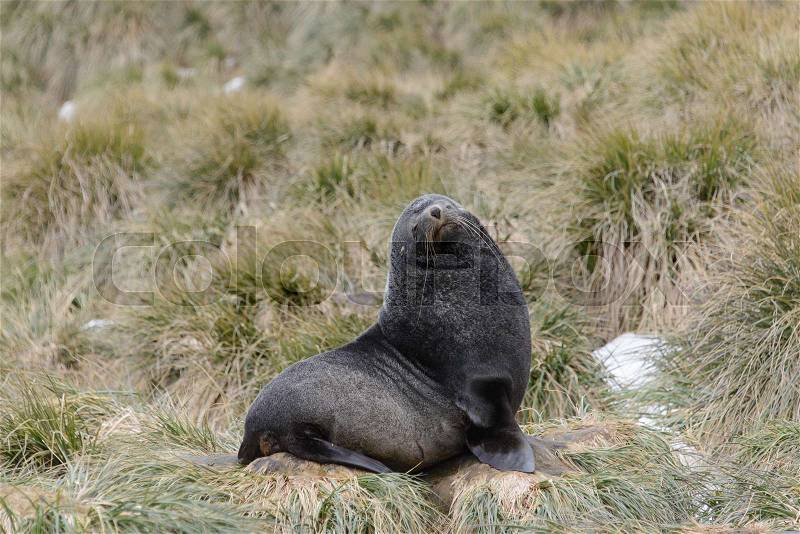 Fur seal on the grass, stock photo