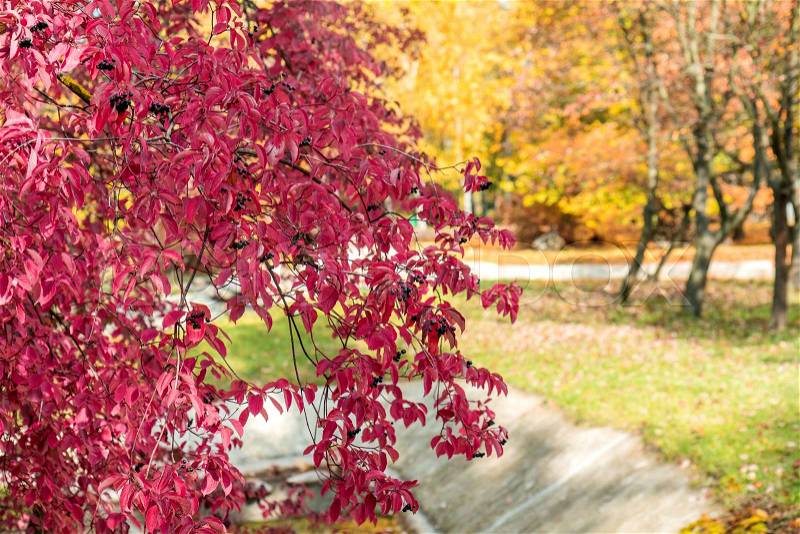 Autumn magic turned leaves into bright red in the city park. Beautiful nature background , stock photo