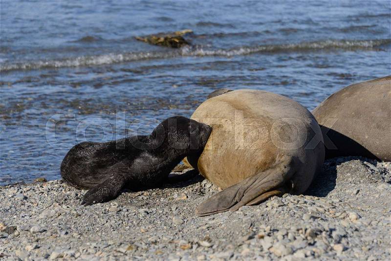 Sea elephant feeds puppy, stock photo