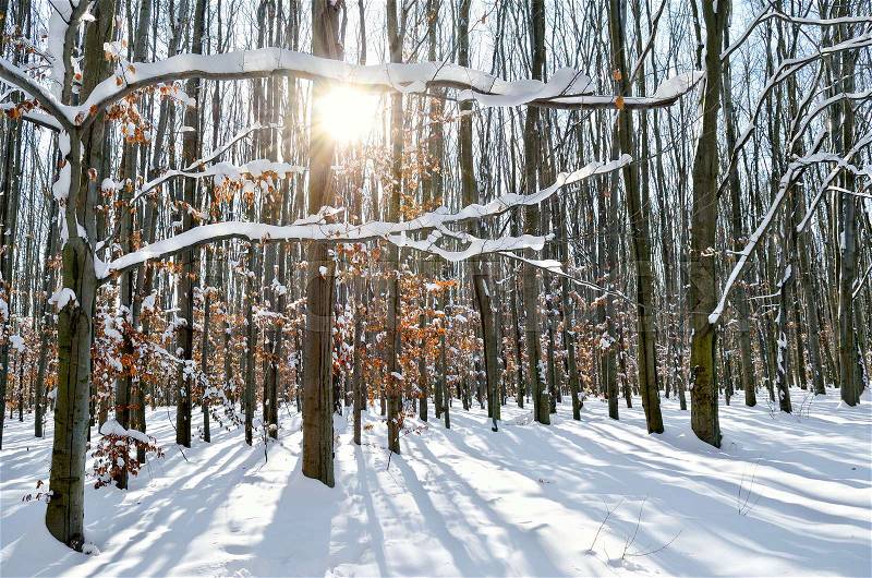 Sun rays through the trees in the winter forest, stock photo