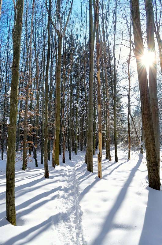 Sun rays through the trees in the winter forest, stock photo