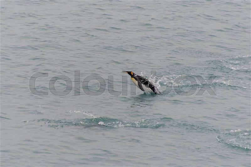 King penguins swimming in the water, stock photo