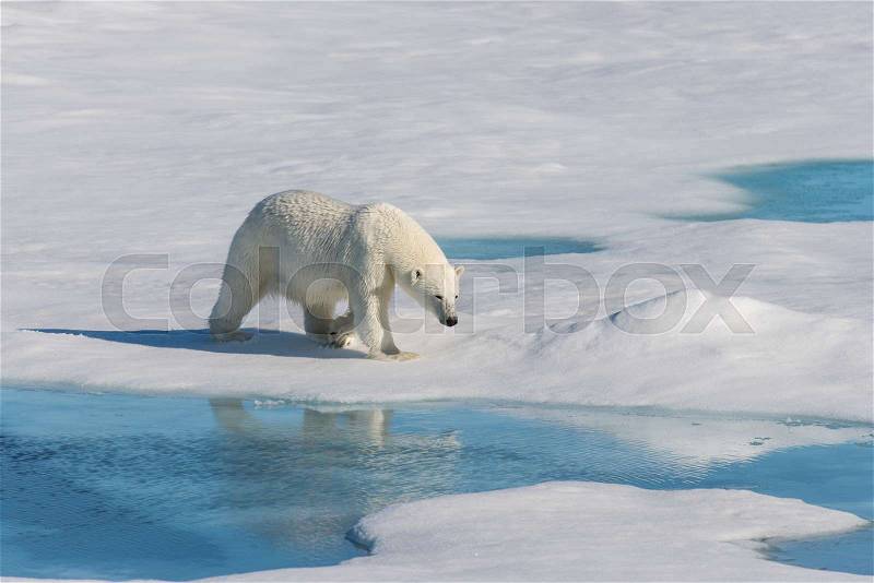 Polar bear on the pack ice, stock photo