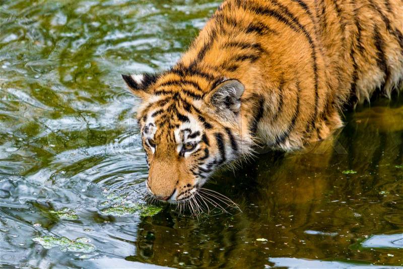 Tiger walking in river water. Tiger wildlife scene, stock photo