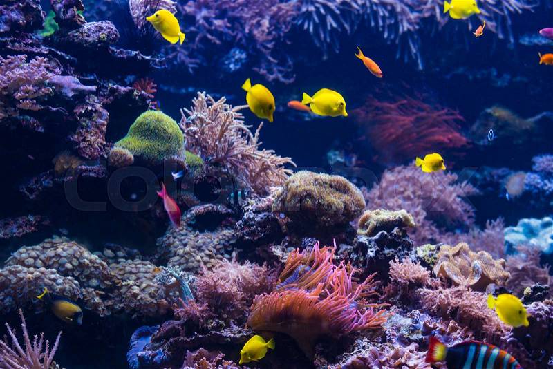tropical Fish. Underwater world landscape, stock photo