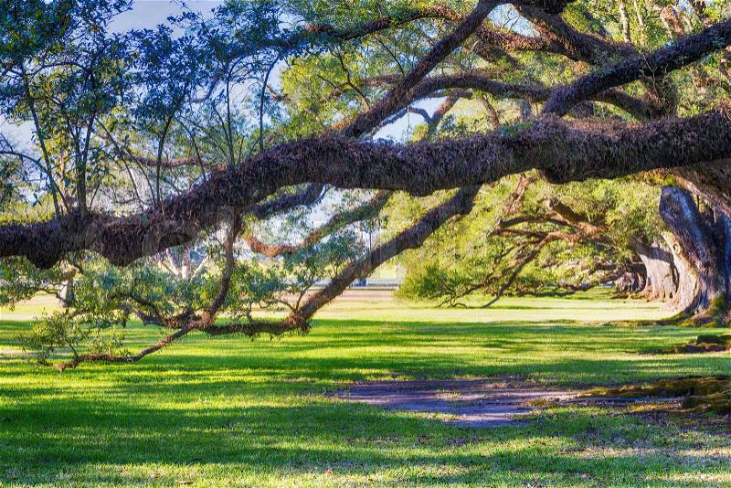 Oak Alley Plantation. Louisiana - Trees and garden, stock photo