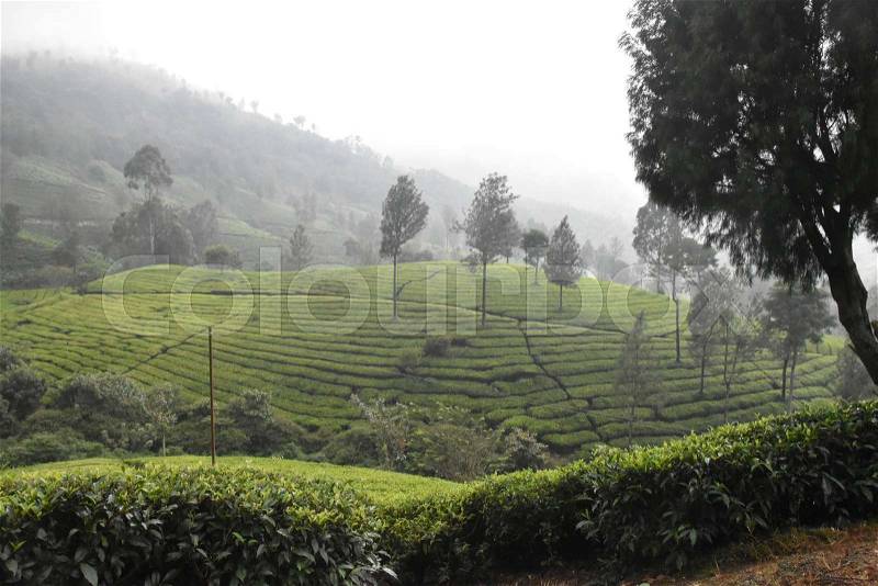 Tea Gardens in South India State Kerala, stock photo