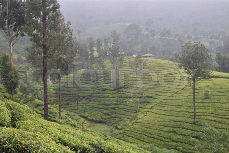 Tea Gardens in South India State Kerala, stock photo