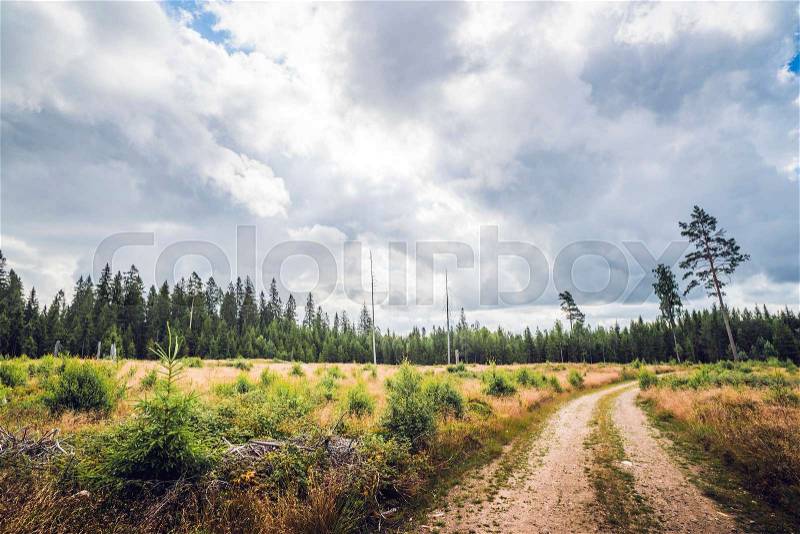 Road going through a forest clearing with pine trees and tall grass in cloudy weather in the summer, stock photo