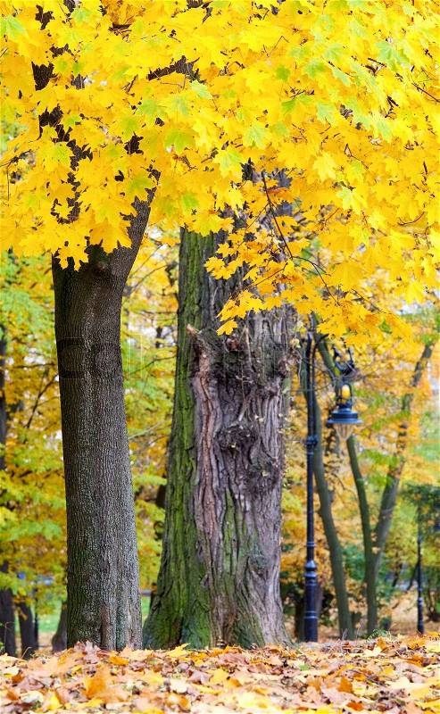With big yellow maple tree on front, stock photo