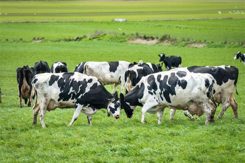 Cows head to head on a green meadow in the spring in white and black colored spots, stock photo