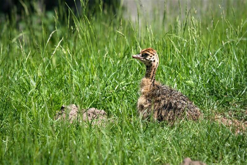Young ostrich bird hiding in the grass waiting for the mother to return in the sun, stock photo
