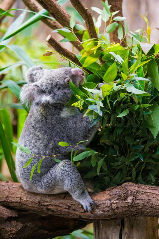 Koala Bear. koala on eucalyptus tree, stock photo