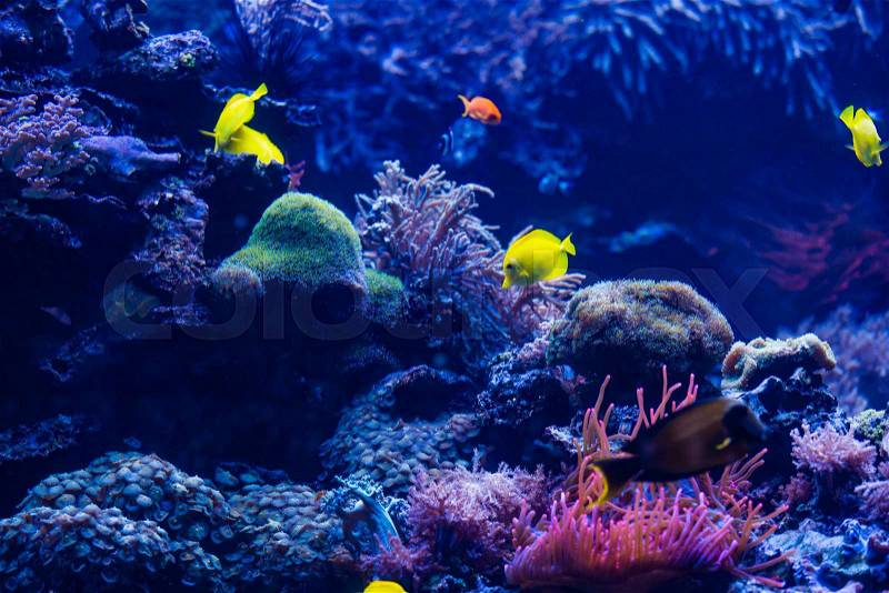 tropical Fish. Underwater world landscape, stock photo