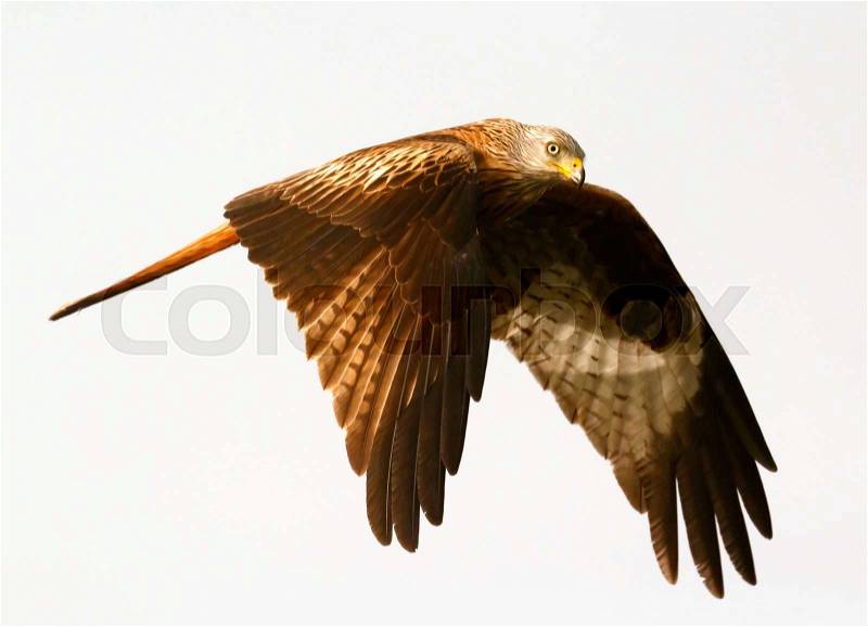 Awesome bird of prey in flight with the sky of background, stock photo