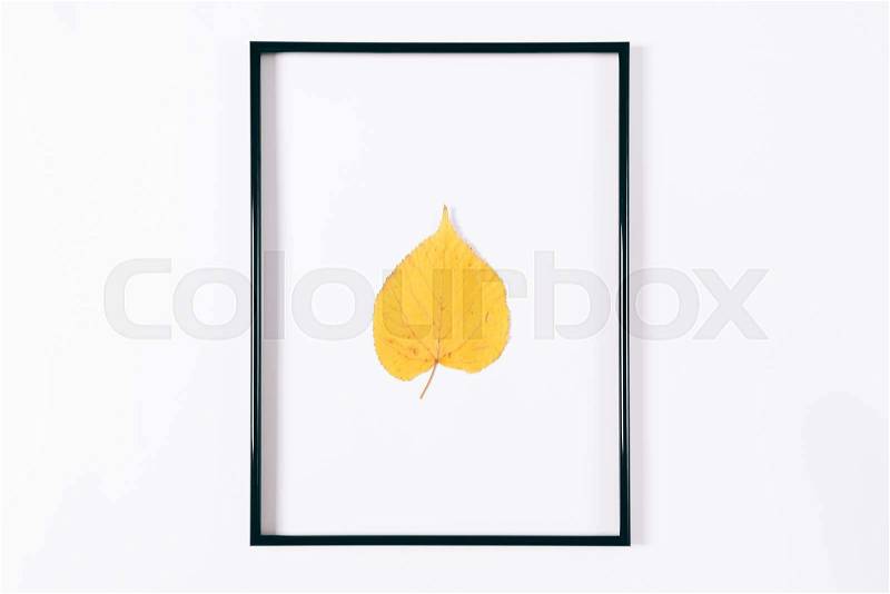 Yellow autumn leaf in a black frame on a white background, stock photo