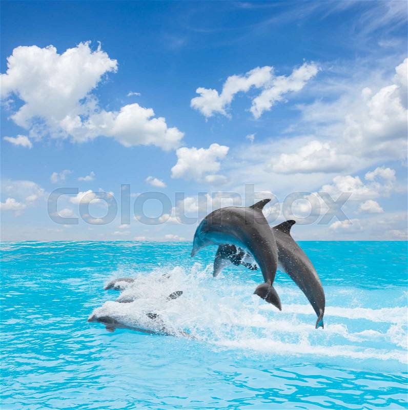 Pack of jumping dolphins, beautiful seascape with deep ocean waters and cloudscape at bright day, stock photo