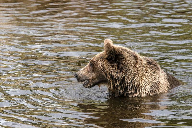Brown bear hunting for fish in a river looking fierce with wet fur, stock photo