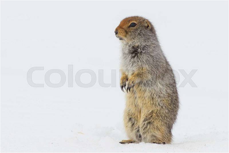 Arctic Ground Squirrel Spermophilus parryii on spring snow near Carcross, Yukon, Canada, stock photo