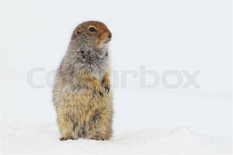 Arctic Ground Squirrel Spermophilus parryii on spring snow near Carcross, Yukon, Canada, stock photo