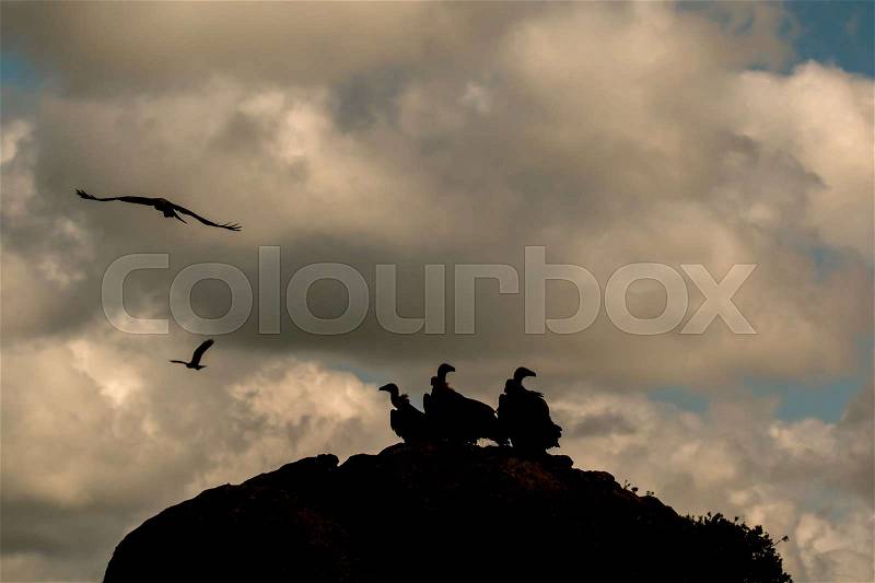 Vultures on a big rock with the cloudy sky in the background, stock photo
