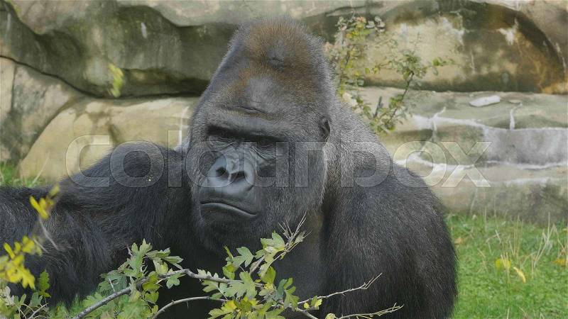 Lowland gorilla on the epic pose of solving his problems, stock photo
