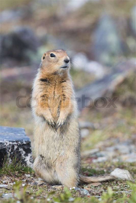 Arctic Ground Squirrel Spermophilus parryii on tundra in Keno, Yukon, Canada, stock photo