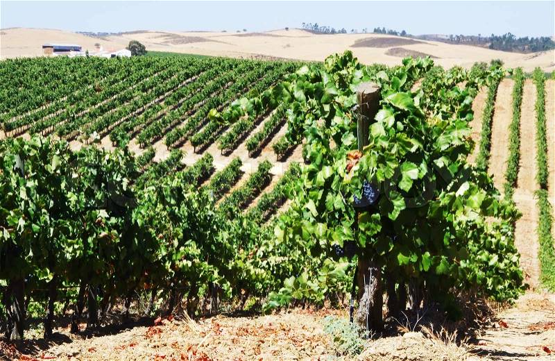 Rows of grapevine in vineyards, alentejo region, Portugal, stock photo