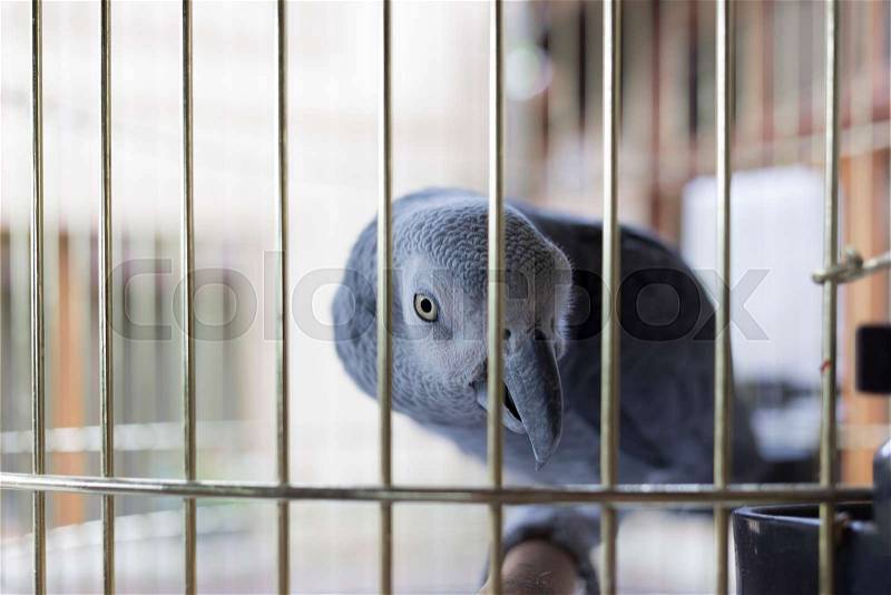 Parrot in a cage. There is red-gray parrot Psittacus Erithacus, stock photo