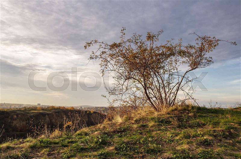 Wild rose plant on hillside at autumn sunset. lovely nature scenery with cloudy sky, stock photo