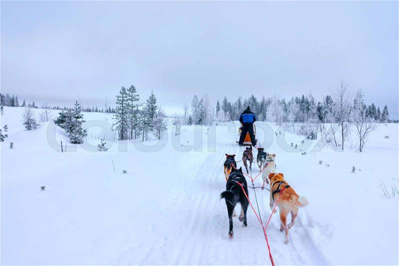 Husky dogs in sleigh at Rovaniemi forest, in winter Finland, Lapland, stock photo